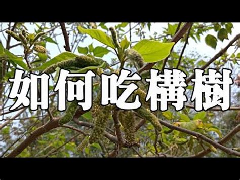 構樹乳液功效|中藥構樹的功效食用方法,構樹藥材,構樹作用,構樹英文